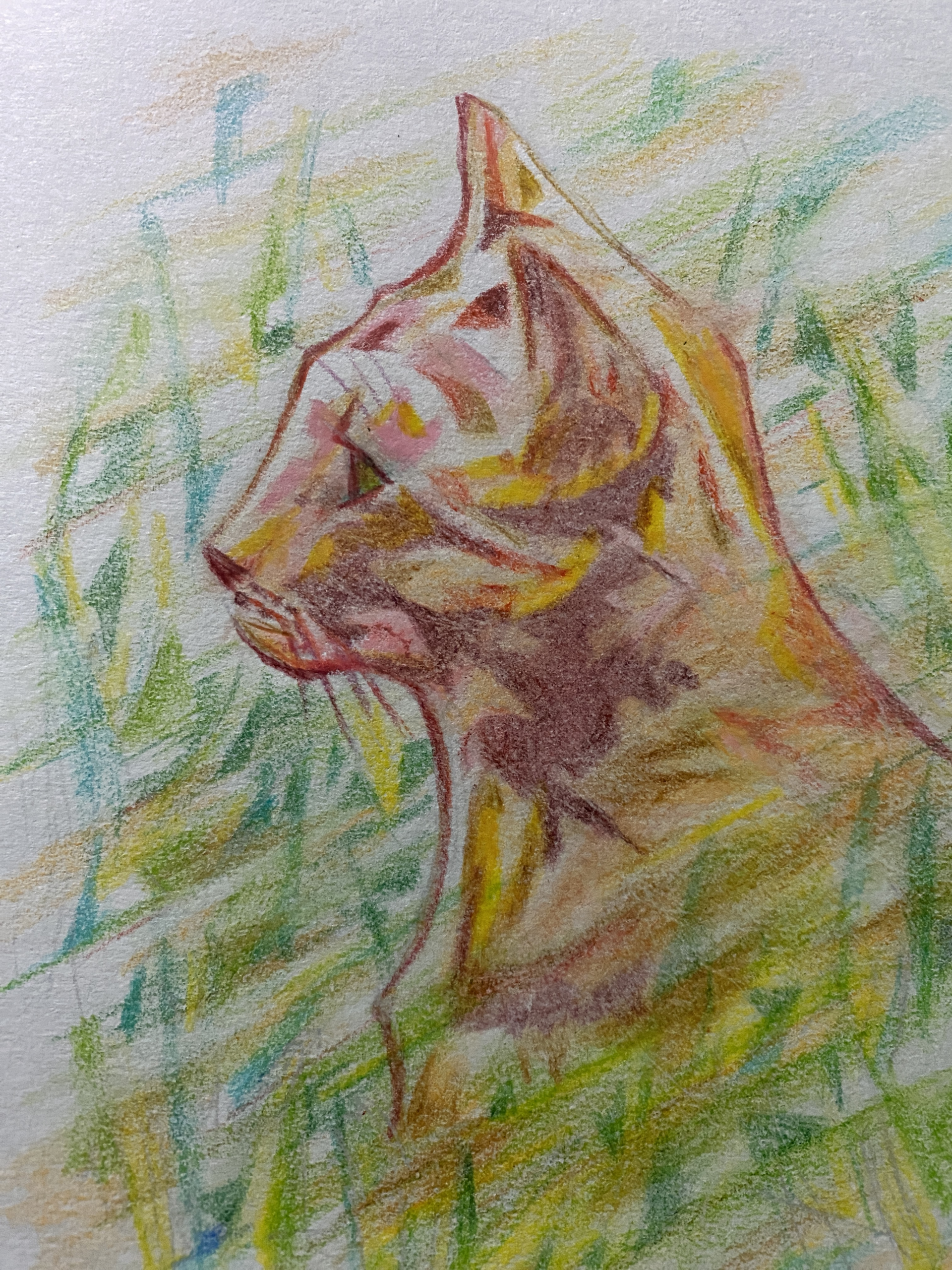 海辺の野良猫